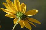 Narrow-leaf sunflower